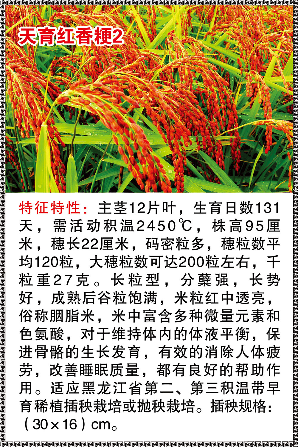 天育红香粳2.jpg