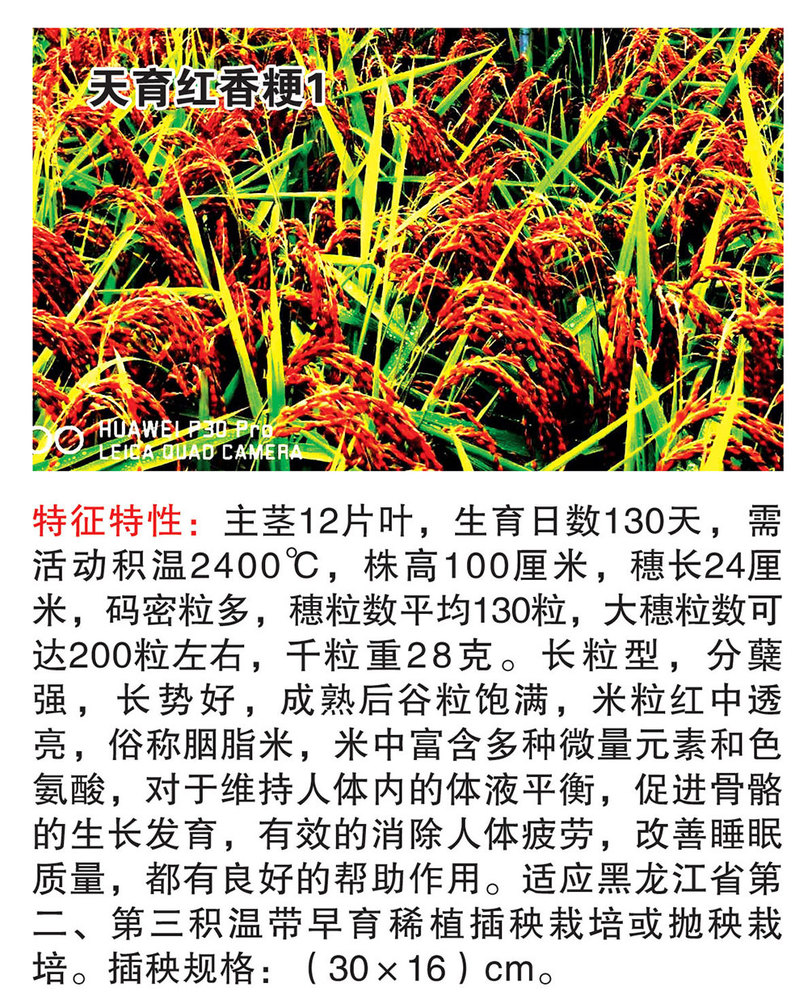 天育红香粳1.jpg