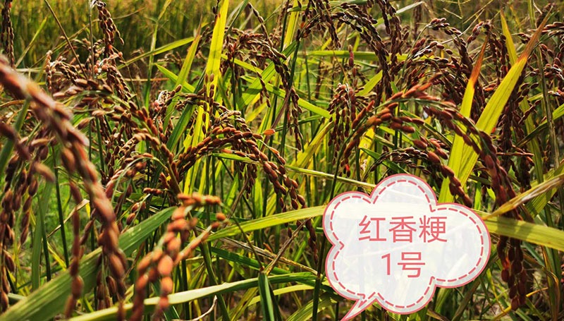 红香粳1号.jpg