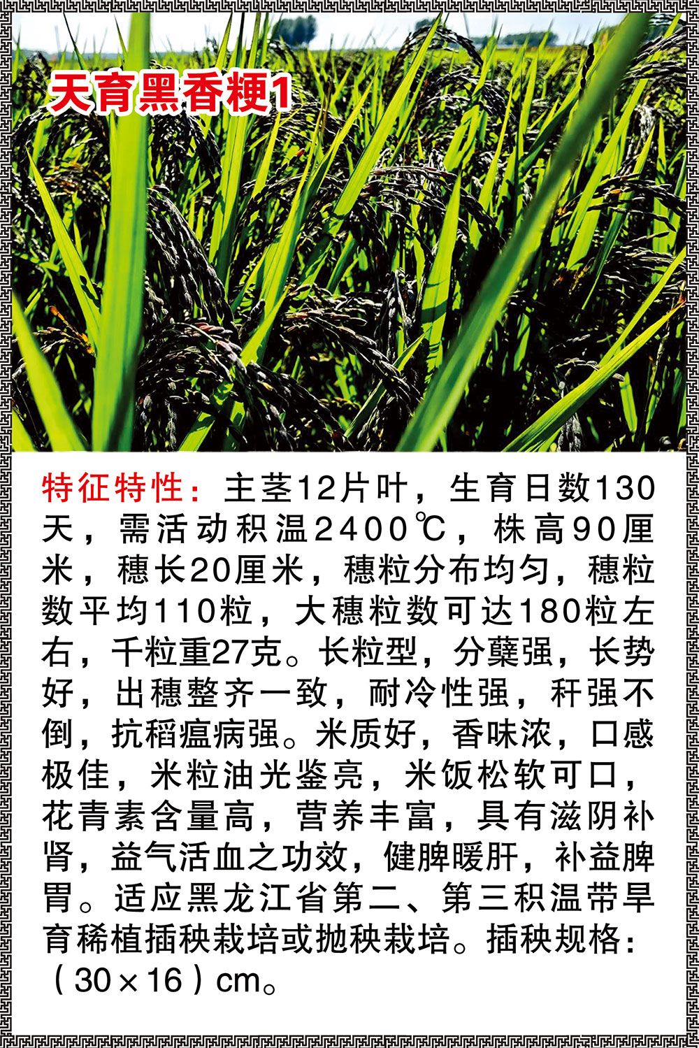 天育黑香粳1.jpg