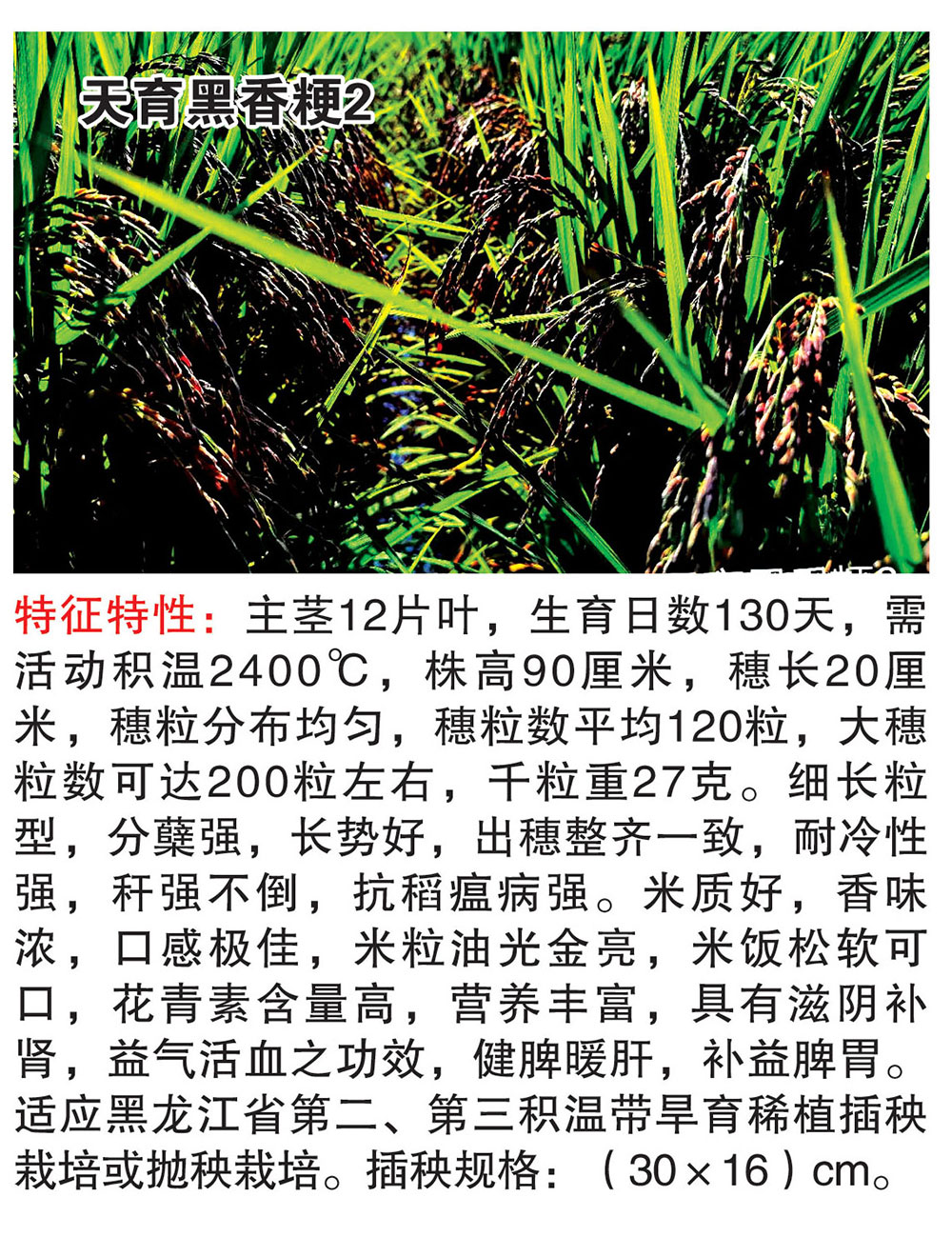 天育黑香粳2.jpg